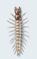 Archichauliodes diver larva.jpg