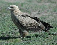 Tawny Eagle 2005-01-16-0342.jpg