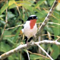 cherry-throated tanager.jpg