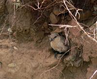 Ground tit Pseudopodoces humilis excavating burrow.jpg