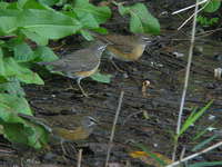 Turdus pallidus3.jpg