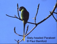 slaty-headed parakeet copy.jpg