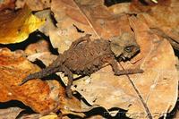 armoured-dwarf-chameleon-brookesia-perarmata-madagascar-~-D31-401143.jpg