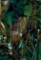 Andaman-Scops-Owl-gc.jpg