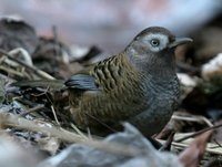 5945 060110 Barred Laughingthrush.jpg