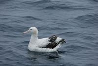 gibsons albatross shirihai.jpg