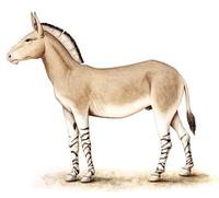 Equus africanus.jpg