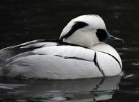 Smew 2.jpg