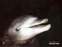 animalpark dolphin.jpg