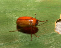 Scarabaeidae5945.jpg