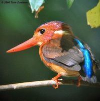 sulawesi dwarf kingfisher 6 td copy1.jpg