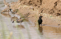 Black-Sparrow2229.jpg