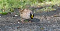golcr sparrow 03.jpg