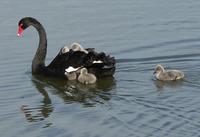 Swan Black2 Curnow.jpg