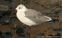 mouette atricileAA01.jpg