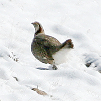 himalayan-snowcock-kaz-2007.jpg