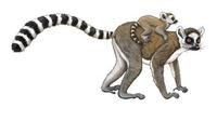 Lemur catta.jpg