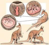 kangaroo birth.jpg