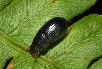 Aphodius sp.jpg