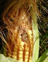 corn borer.jpg