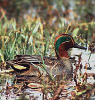 common teal male opt.jpg