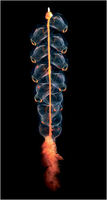 claire nouvian siphonophore 250467.jpg