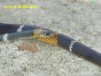 Oxyrhopus melanogenys.jpg