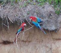 red-and-green-macaws.jpg