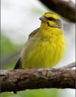 Yellow Fronted Canary 3-179x228.jpg