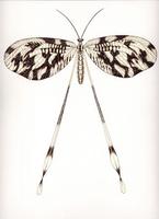 Nemoptera sinuata.jpg