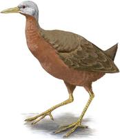 Eulabeornis castaneoventris.jpg