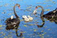 Swan Black Curnow.jpg