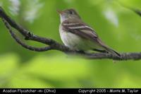 flycatcher acadian m2a.jpg