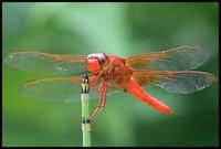 Libellula croceipennis3.jpg