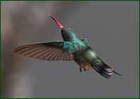 Broad-billed hummingbird.jpg
