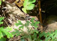 Central American Whiptail, Tiger Ameiva--.jpg