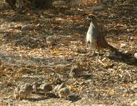 gambrel quail with chicks.jpg