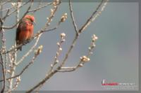 060408 Common Crossbill0493.jpg