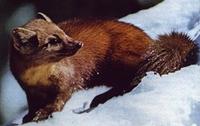 Martens americana02.jpg