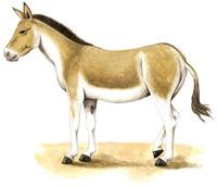 Equus kiang.jpg