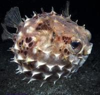 porcupinefish profile view.jpg