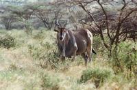 taurotragus oryx 1.jpg