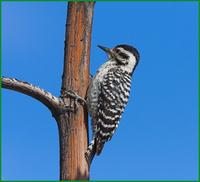 ladder-backed woodpecker.jpg