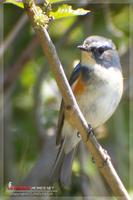 060416 Red-flanked Bluetail0642.jpg