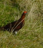 Male Red Grouse.jpg