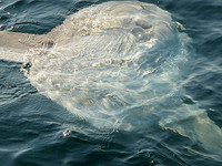 Ocean Sunfish Cooper.jpg