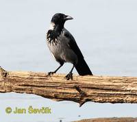 corvus corone vrana.jpg