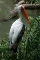 white stork.jpg
