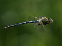 emperordragonfly.jpg