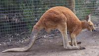 male red kangaroo.jpg